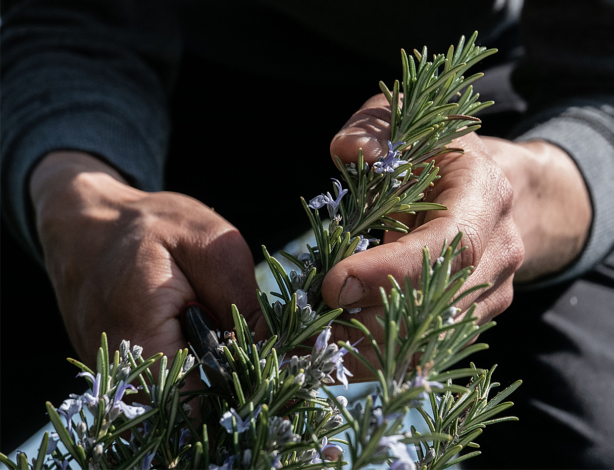 JDC_Carousel_SamiméOzem_1