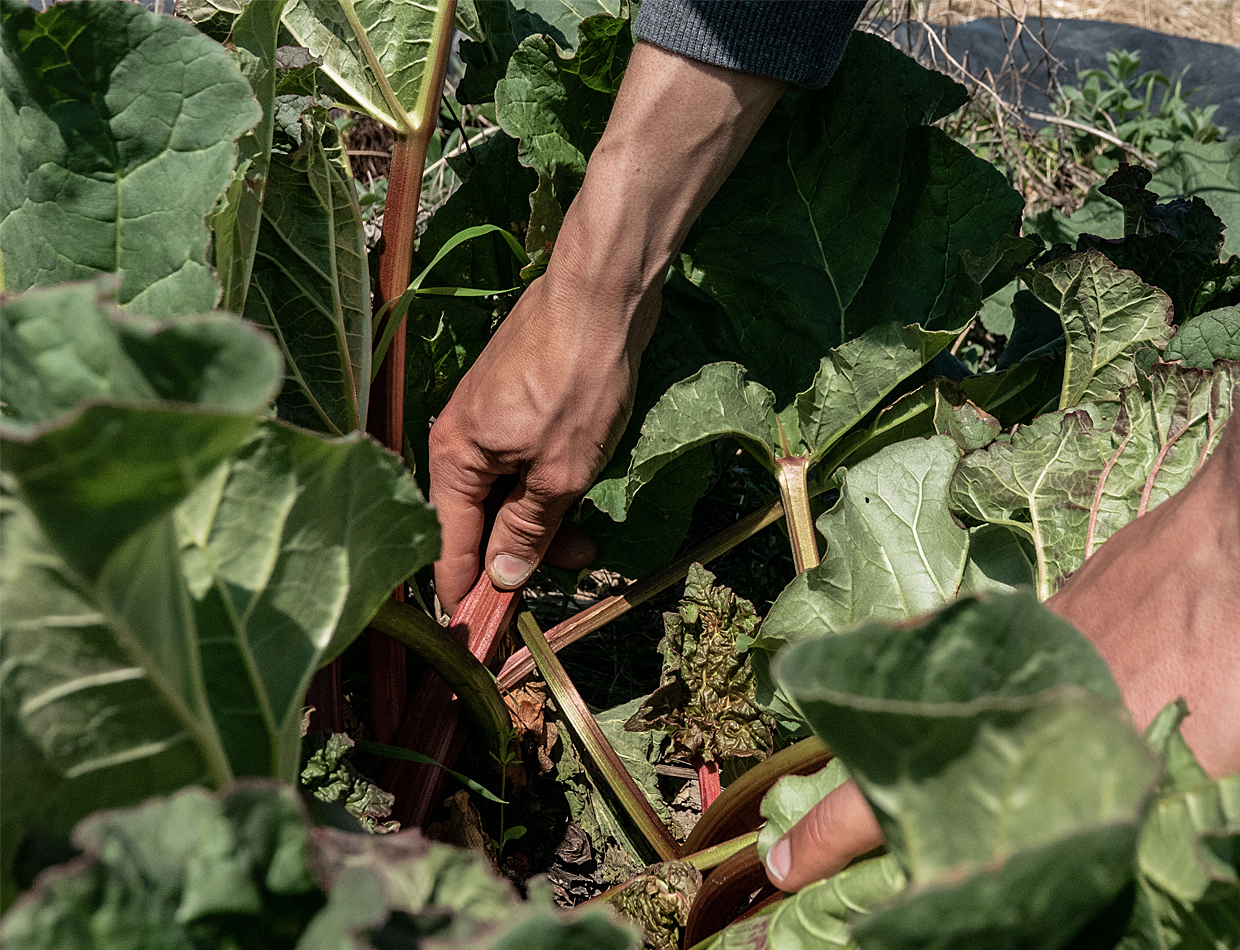 JDC_Carousel_SamiméOzem_3